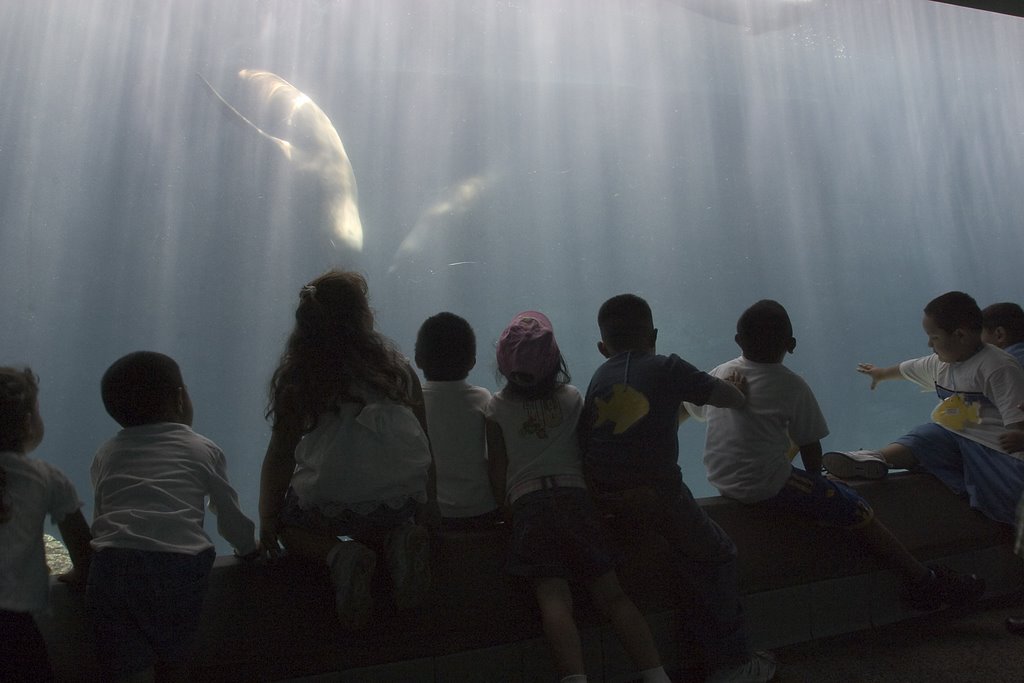 Kids at the Long Beach Aquarium by Kent Martens