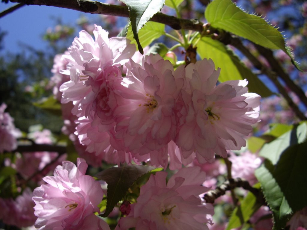 Japanese flowering cherry by Rumlin