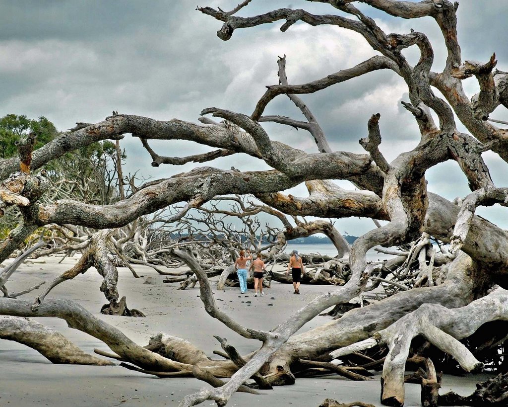 Driftwood beach by Neil Glasscock