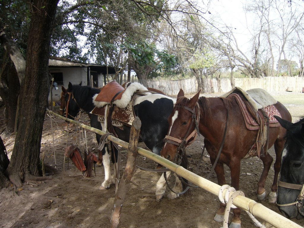 Caballos de Gauchos by irokoi