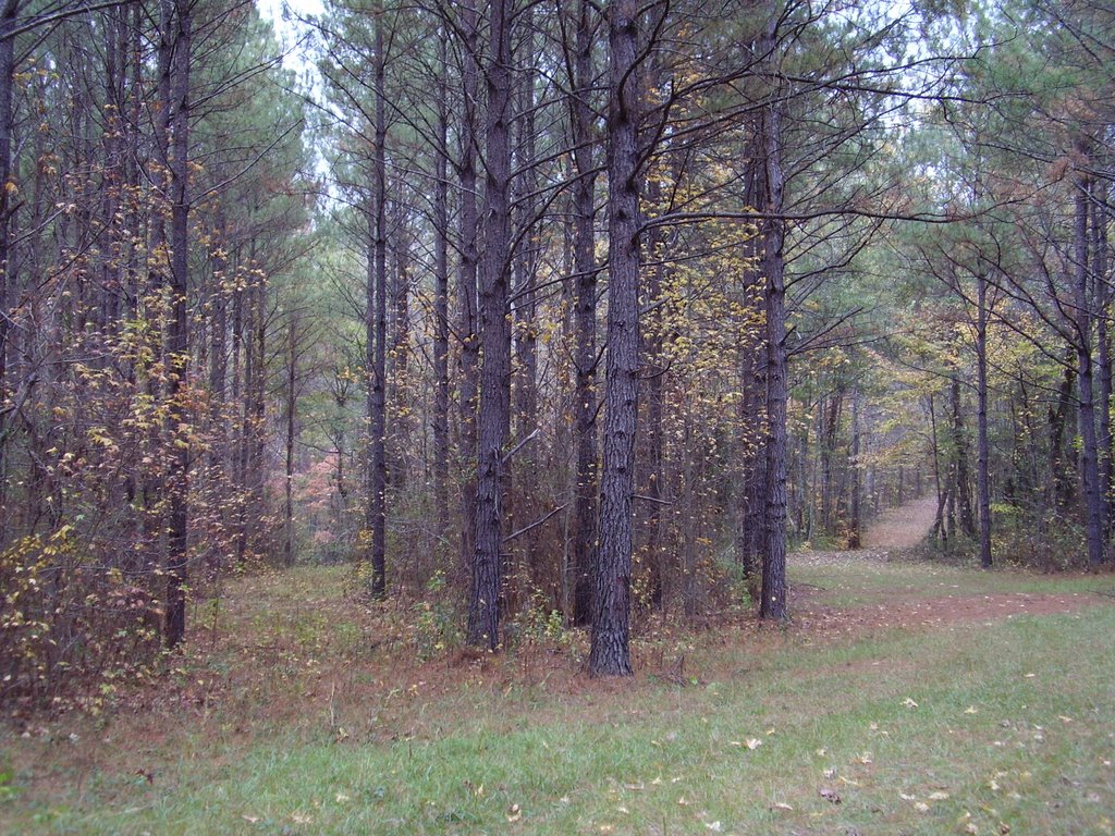 Two roads diverge... by Mary Margaret Howard