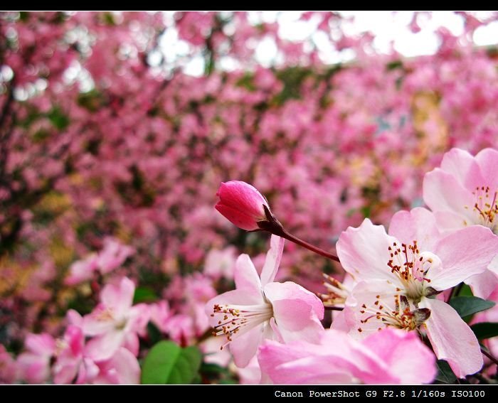 Peach Blossom in Shanghai by jiayubeauty