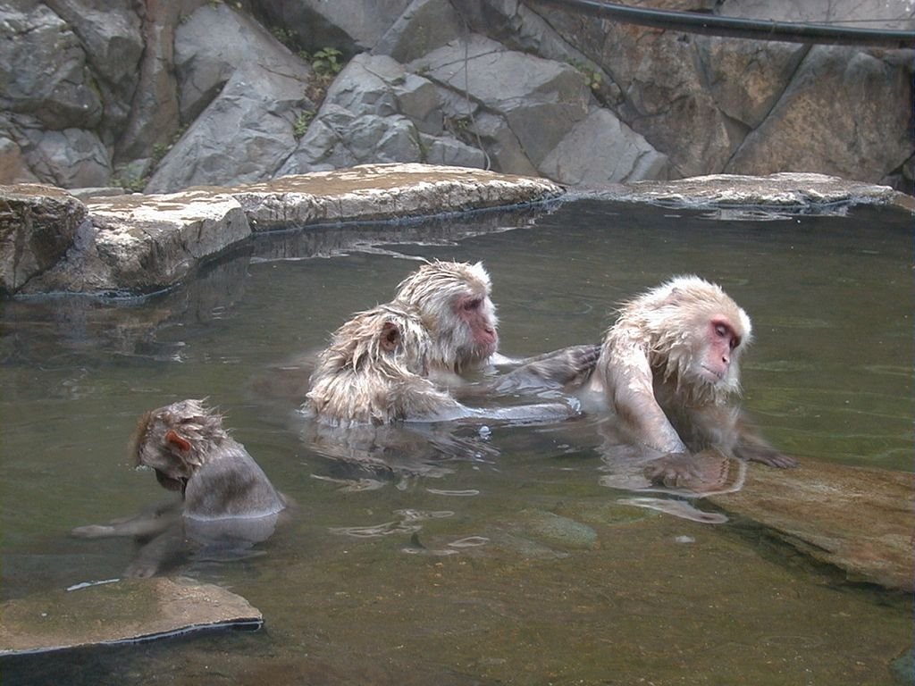 Jigokudani yaenkoen (Hot spa Wild Monkey Park),Yamanouchi town　地獄谷野猿公苑（長野県山ノ内町） by butch24h