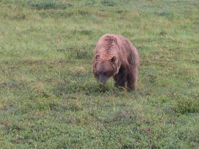 Grizzly by Kantishna by Sharon S. Wong