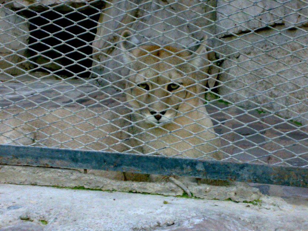 Felino en Zoo de Mendoza - Argentina by estaciondx