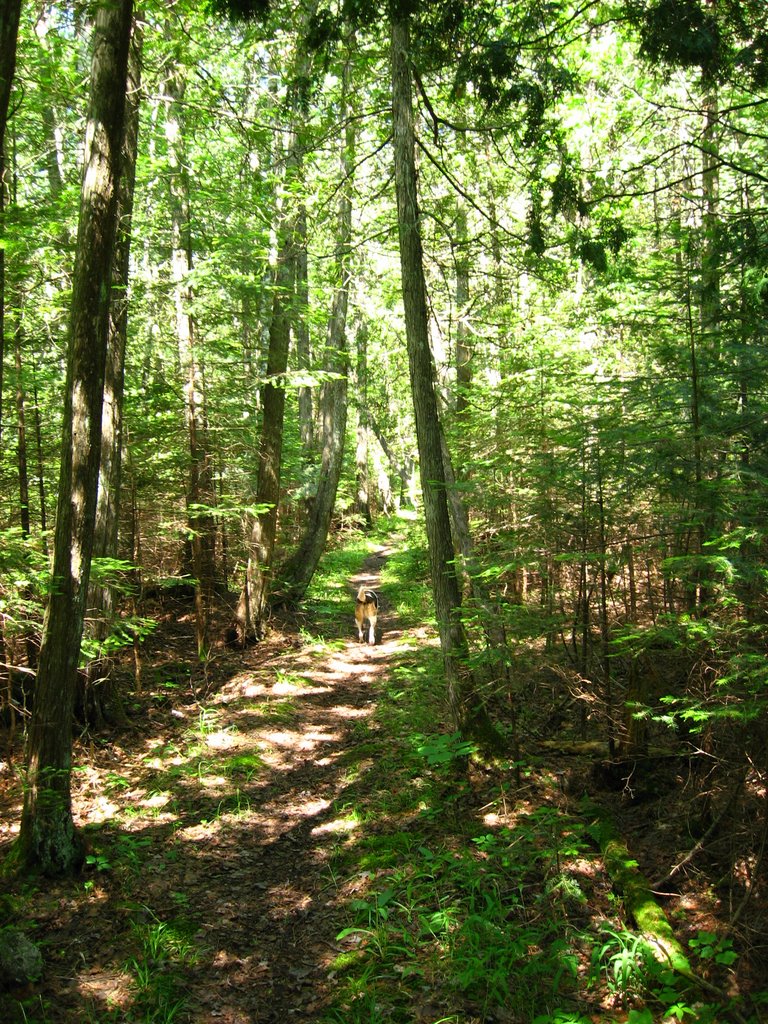 Through the cedars, Hartwick Pines State Park by David Bakken