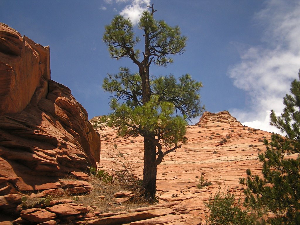 Zion National Park by gue4