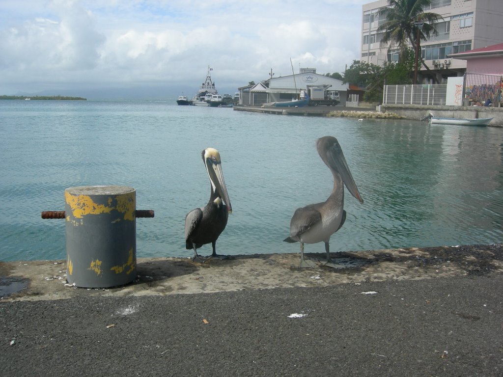 Pointe-à-Pitre - Pélicans dans le Port - E.Kierzkowski - Avril 2008 by edwinka