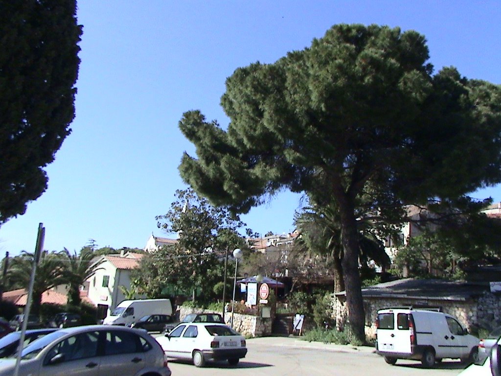 Mediteranien spruce - Mali Losinj by Tony