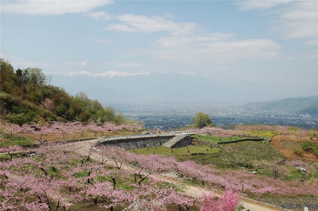 笛吹市桃畑(Peach blossoms in Fuefuki) by 9m2ji1etu