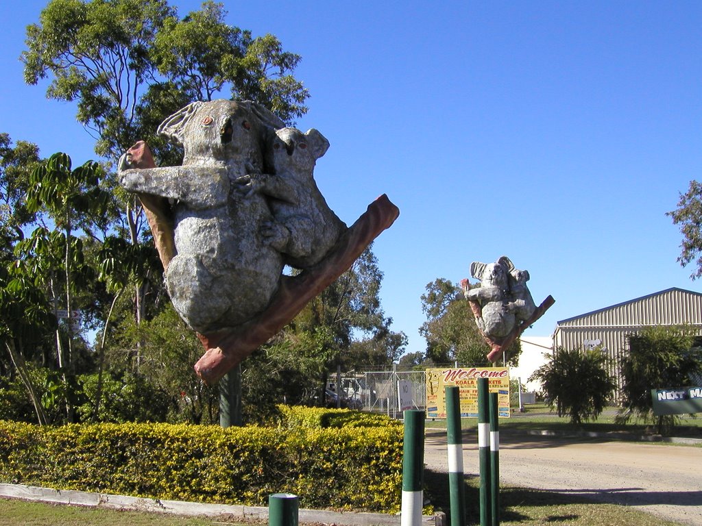 Koala Markets by Aubrey Tang