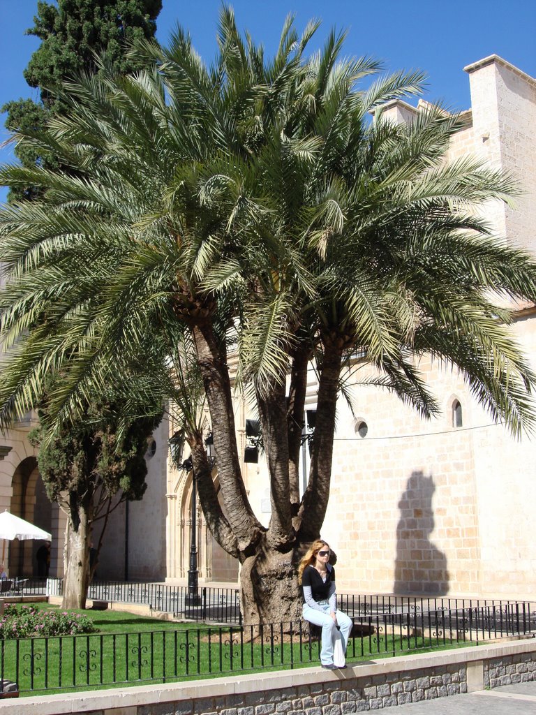 Palmera de siete brazos by Traveleret