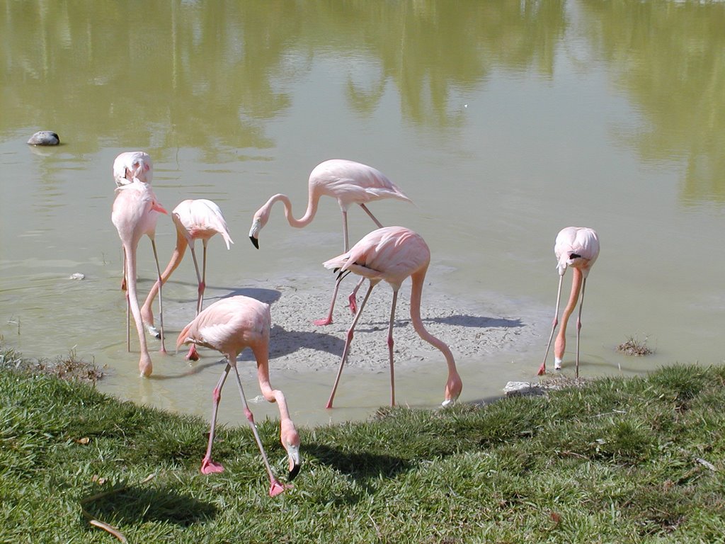 Cayo Coco by Franco Lopez