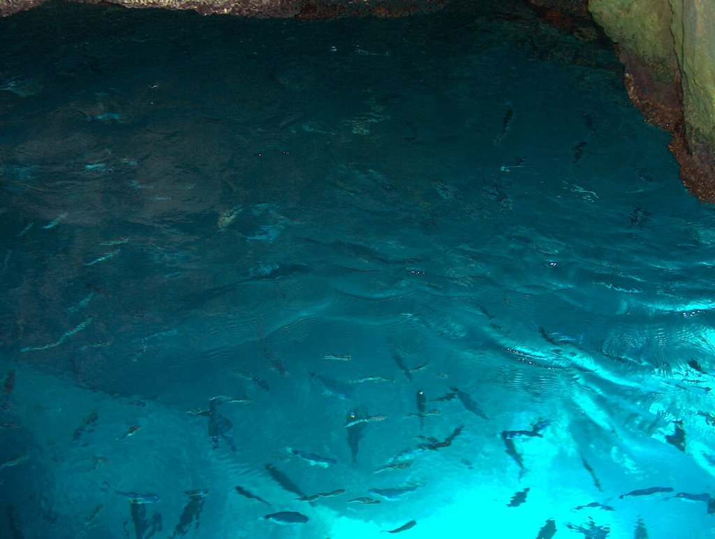 Grotta dello Scoglio, Isola di San Domino, 71040 Isole Tremiti FG, Italy by belfiore