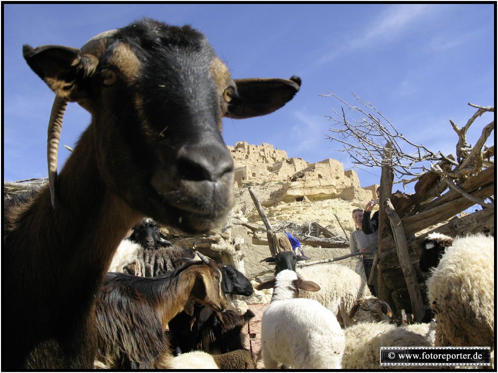 An Touristen interessierte Ziege im Berberdorf Chenini in Südtunesien. by fotoreporter.de