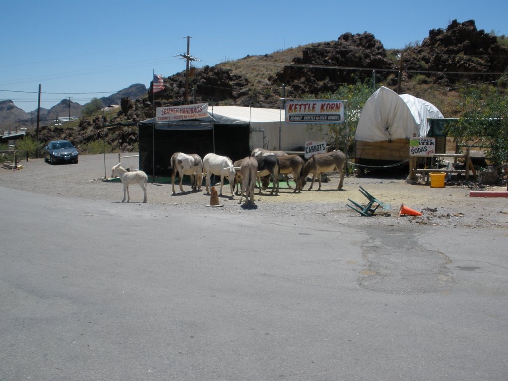 Burros at Oatman, Arizona by Nick Colbourne