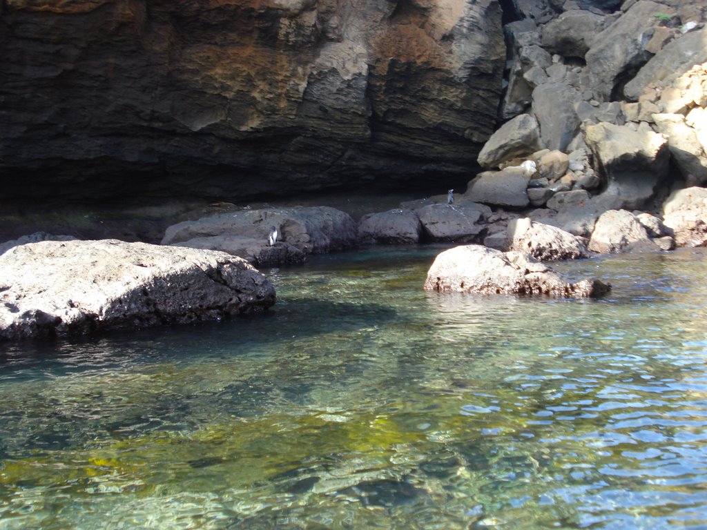 Pinguins, Ilha de Bartolome, Equador by Gizelda Ribeiro da S…