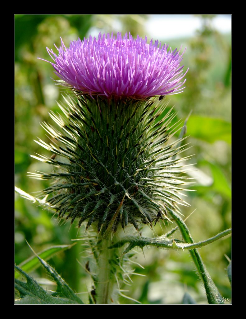 Speerdistel (Cirsium vulgare) by Arjan Keers