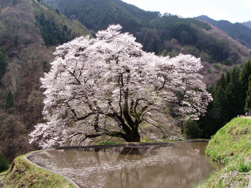 園原　駒つなぎの桜 by masahiro okumura