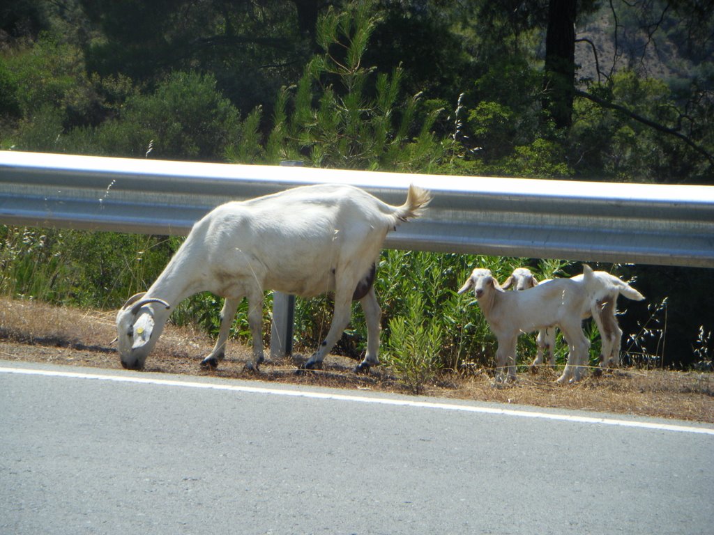 Wild Goats @ Troodos Mountains Cyprus by bertious