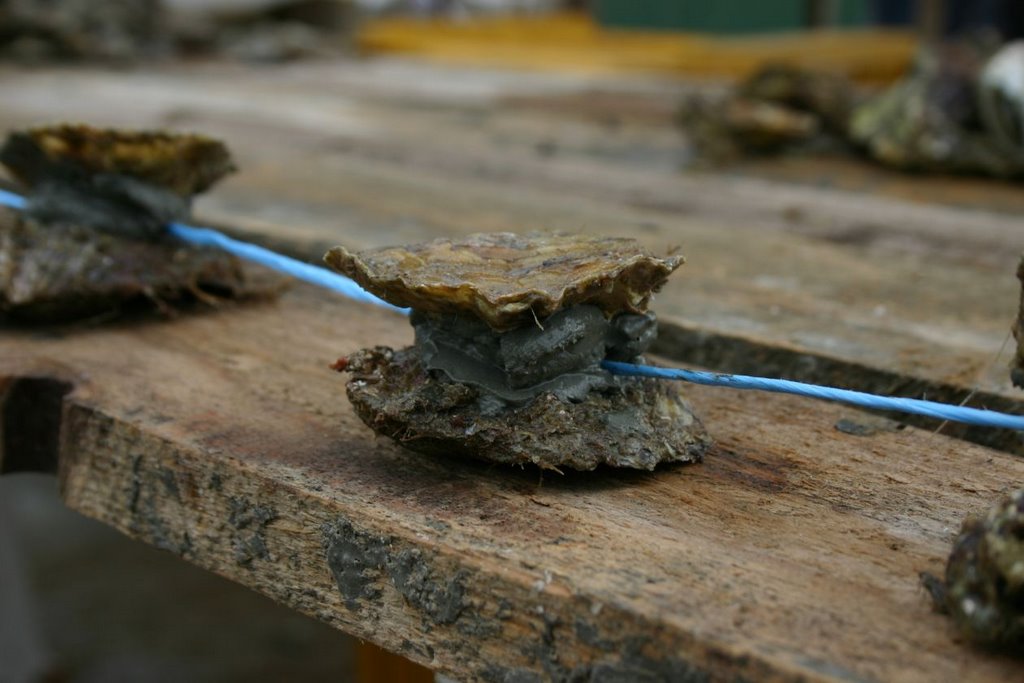 Oyster aquiculture 2 by Mihaly Barosi