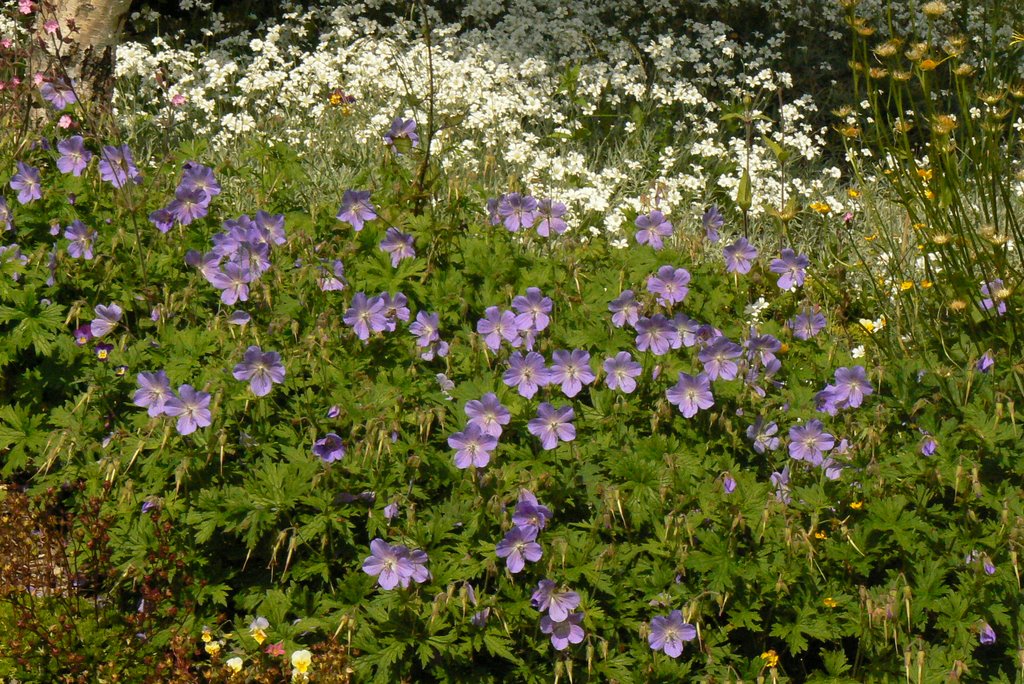 Blumen bei der Kapelle 2 by Josef Grohs