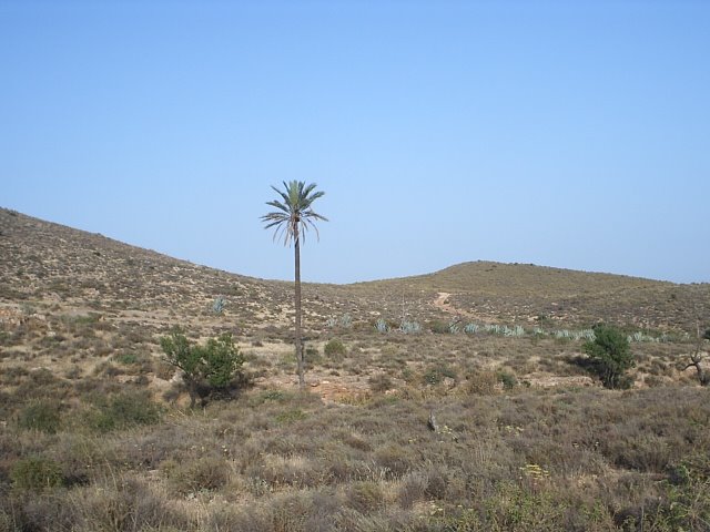 Palmera en el pocico by jopete