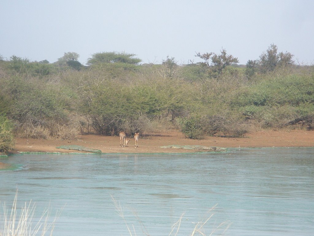 Impalas rodeados de cocodrilos by José M García N