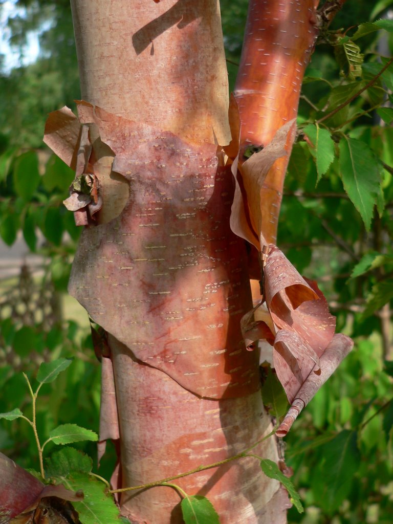 Bark of Chinese red Birch/Chinesische Birke (Betula albo-sinensis var. septentrionalis) by thor☼odin™