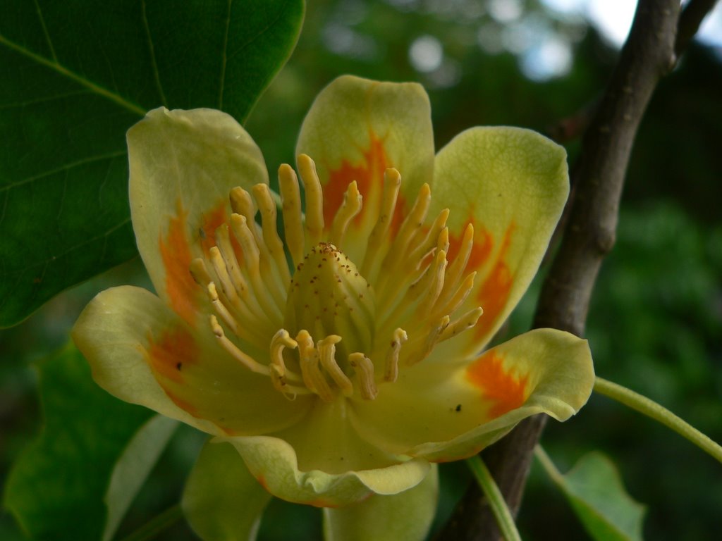 Flower of the Tulip Tree/Tulpenbaum (Liriodendron tulipifera) by thor☼odin™