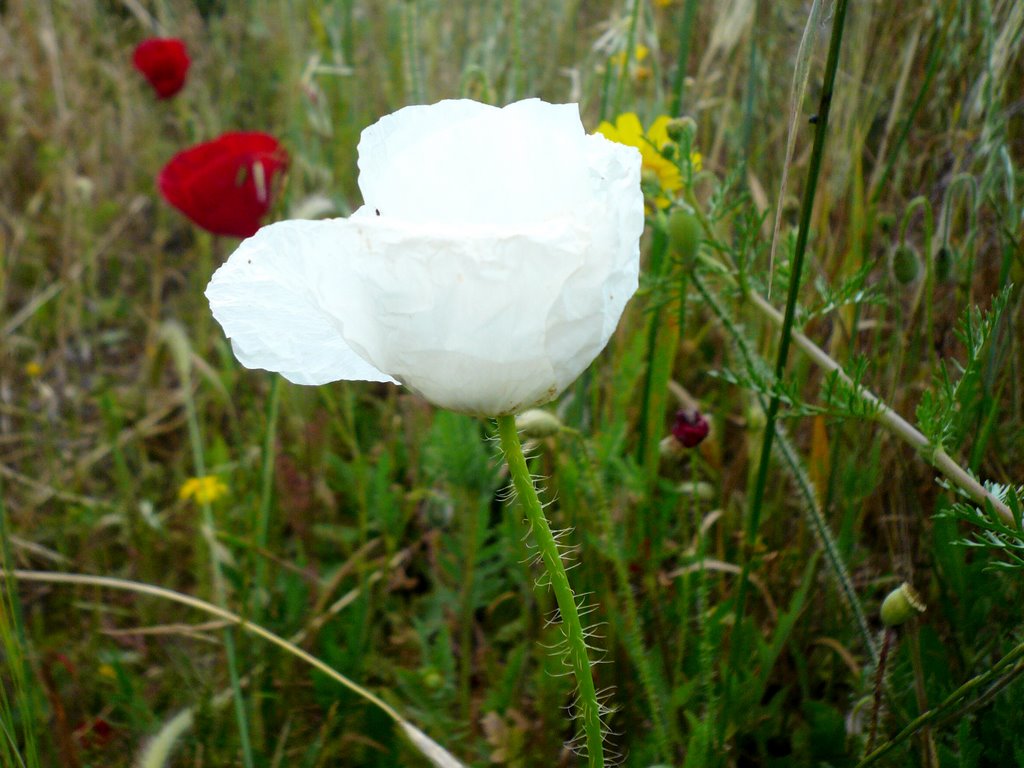 White poppy - black sheep (albino) by mastihari