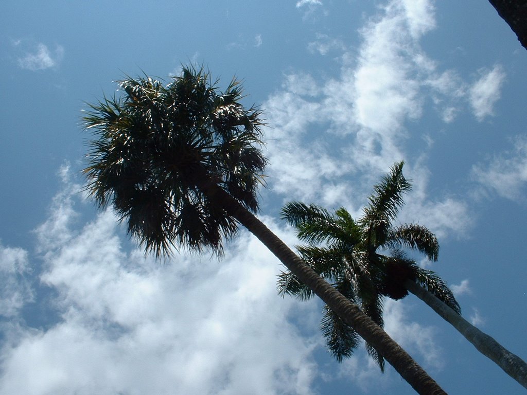 Sabal and Royal Palm at McKee Gardens by stevekflorida