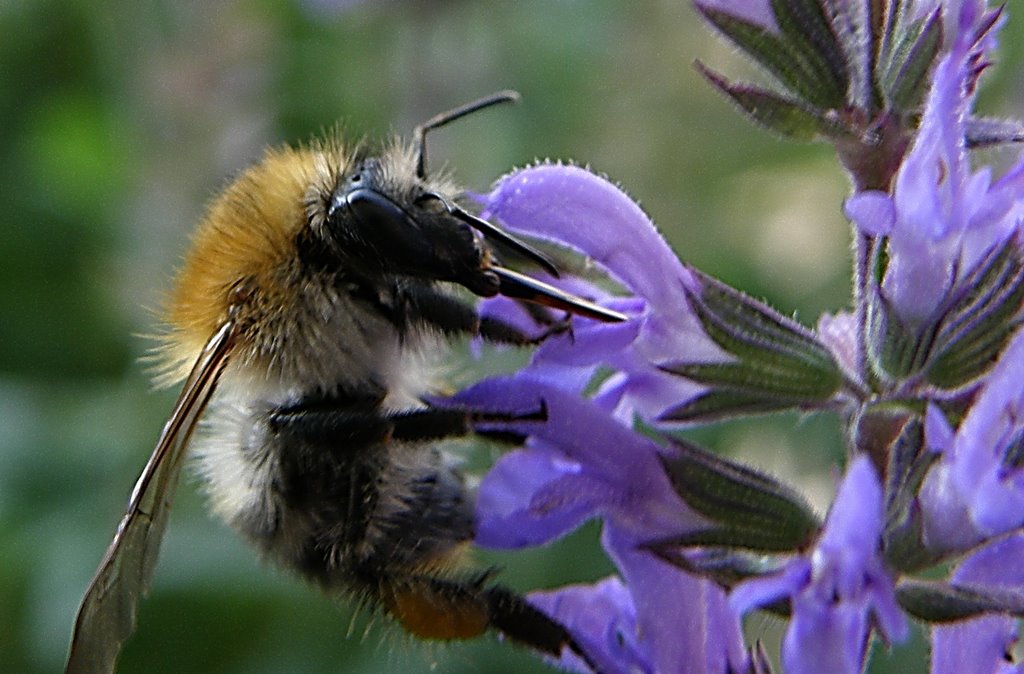 Hummel, in der frühen Morgenstunde by Ellen Haider