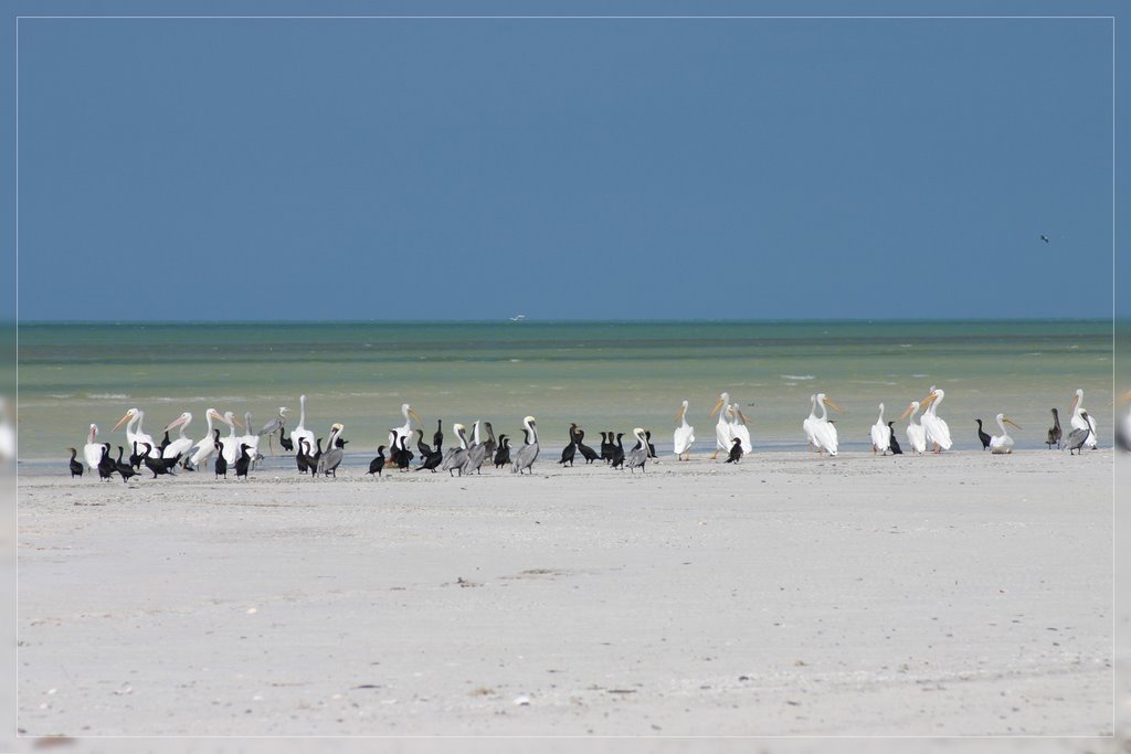 Holbox,Mexico 6, Pelikane by Mark Martin 2