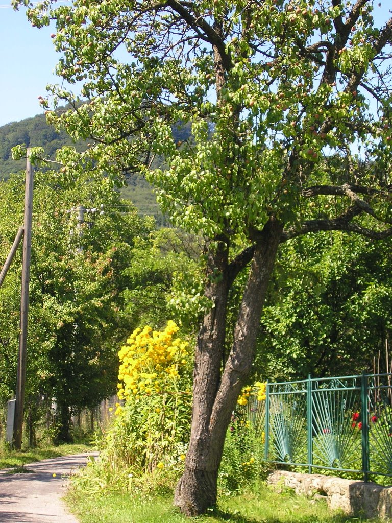 072 64 Ruská Bystrá, Slovakia by Juraj Vencigroch