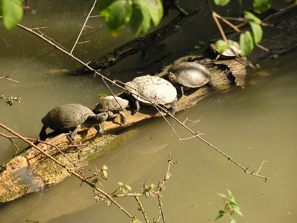 Tiergarten by bschmidt