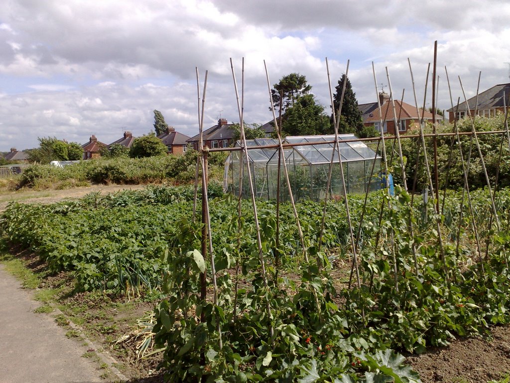 Rosamund Allotments - Our First Day 6 by mysickbones