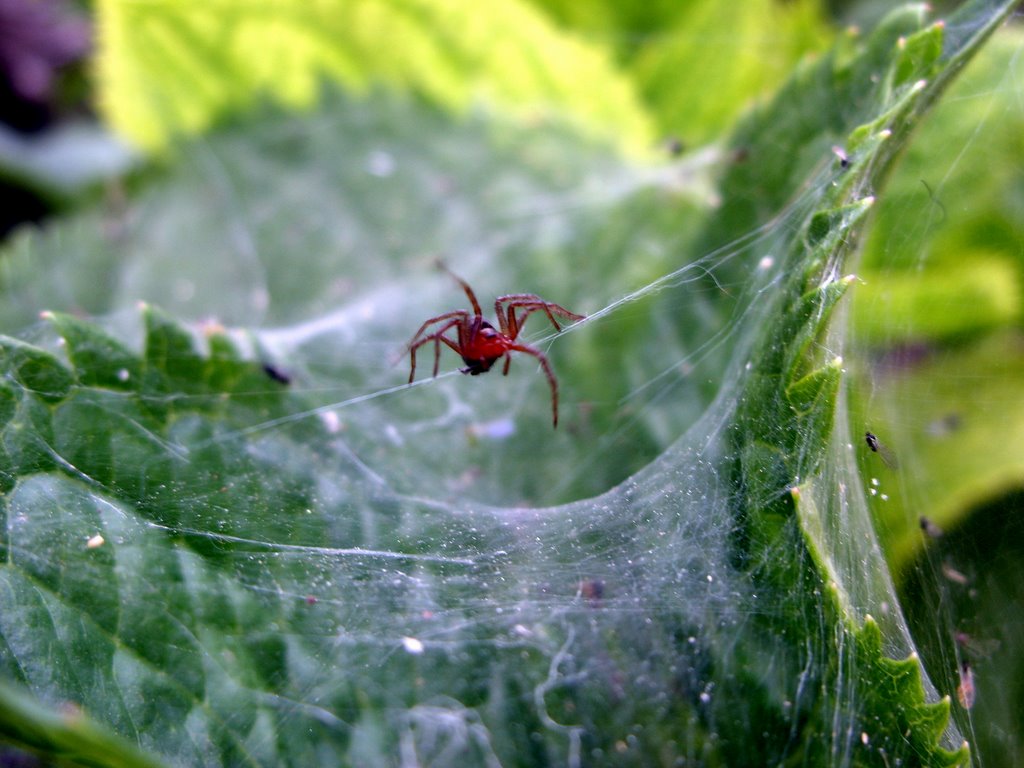 Bulgaria - Dabene - Spider - Дъбене - Паяк by Aleks Popov