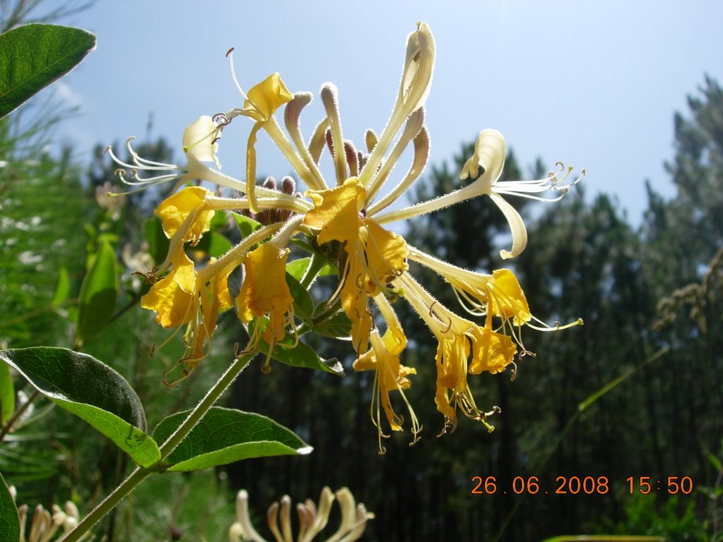 Madresilva (Lonicera ?periclymenum) by horstengels2