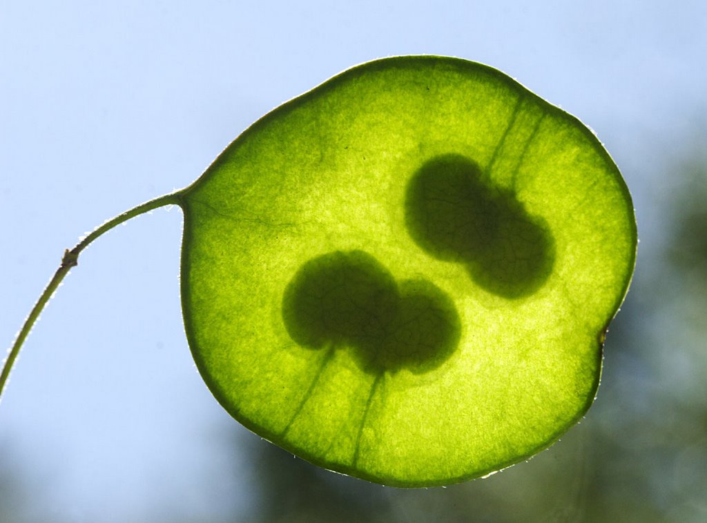 Annual Honesty, Einjähriges Silberblatt, Lunaire Annuelle ou Monnaie du Pape, Monedas del Papa, Planta de la Plata, Judaspenning (Lunaria annua) by Erik van den Ham