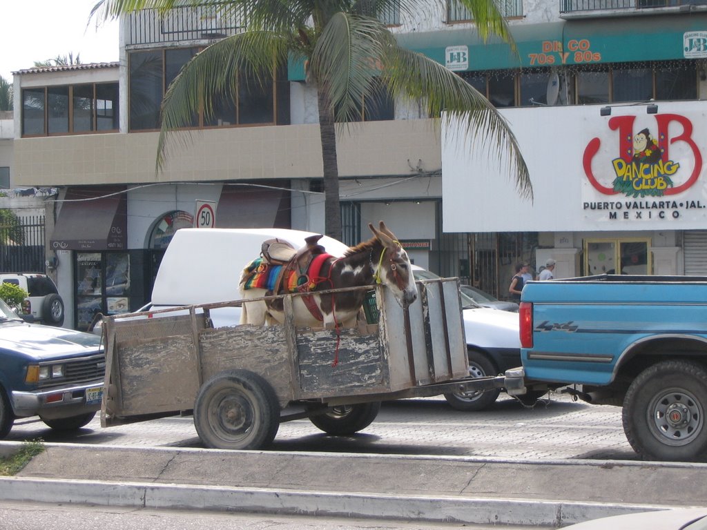 Burro On The Go In Puerto Vallarta by brandonbob43