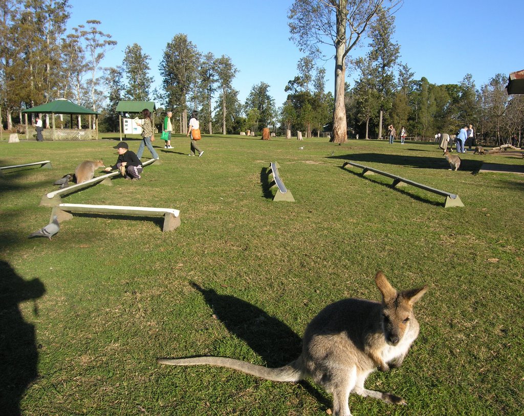 130 Kangaroo Feeding Area by furitora