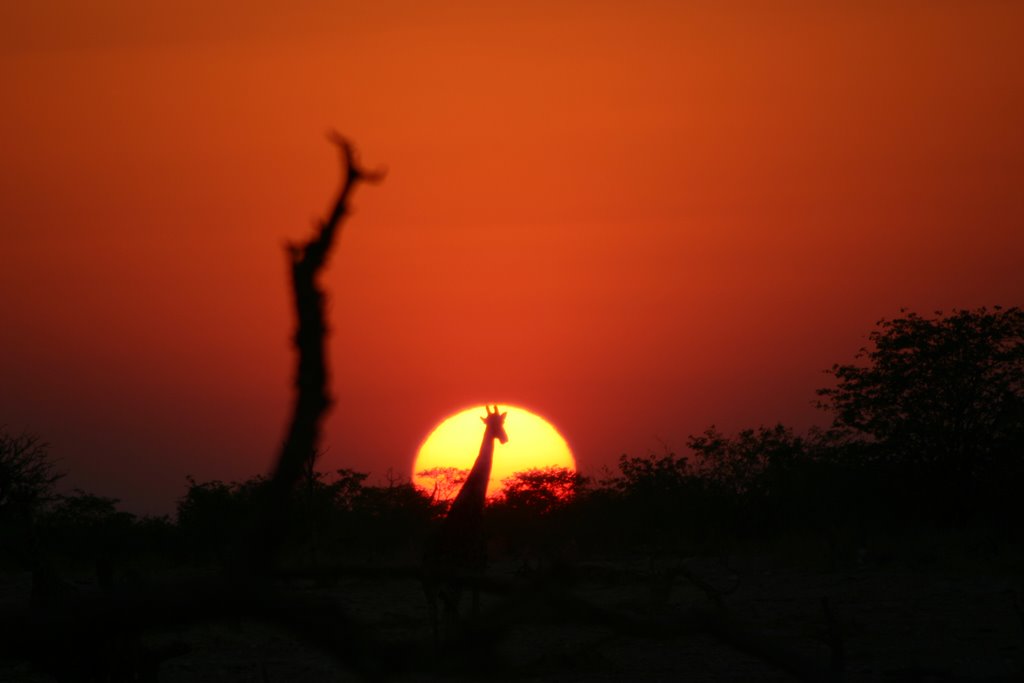 Giraffe at Okakuejo waterhole by Neil Strickland