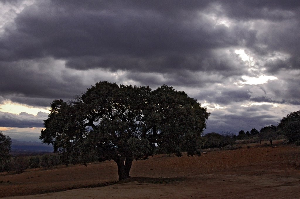 Encina en Castril by Antonio Arranz