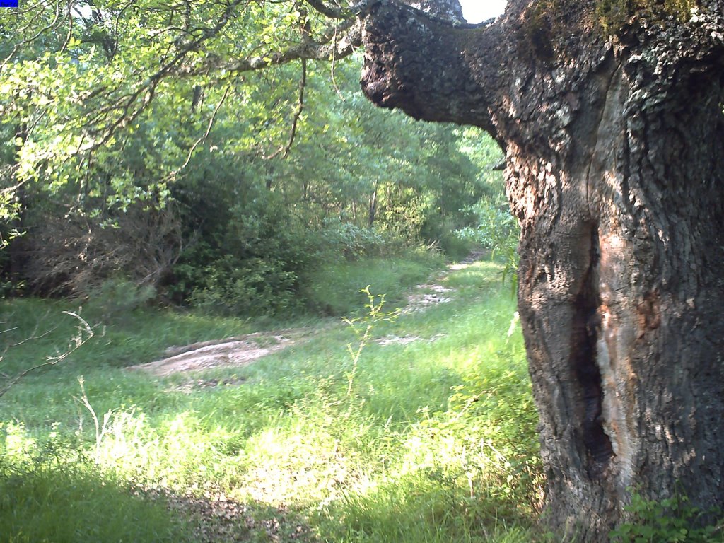 Arbol a la webera padrones by Borjabrivi