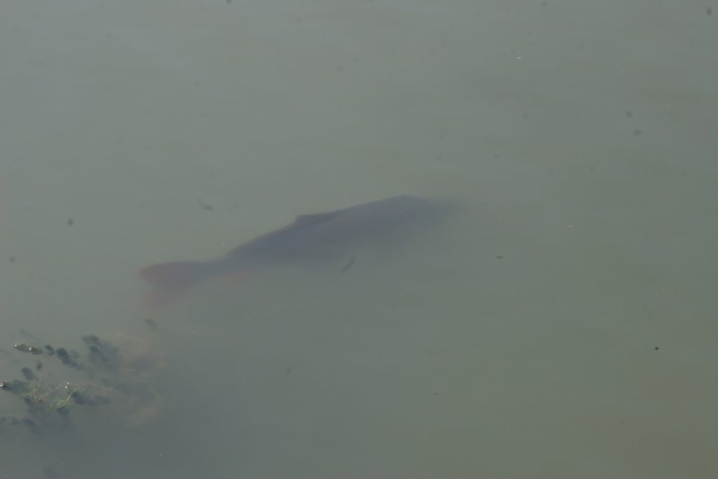 Toulouse Canal du Midi la baleine du canal by Roger EYCHENNE