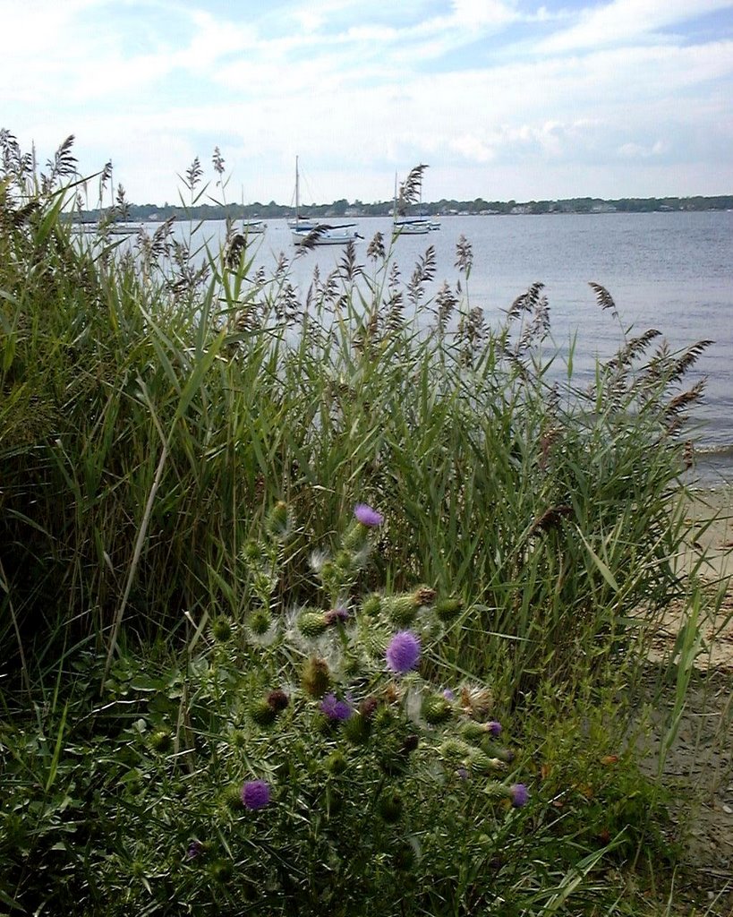 Flowers on bank of Shrewsbury River, looking northwest by =Mark