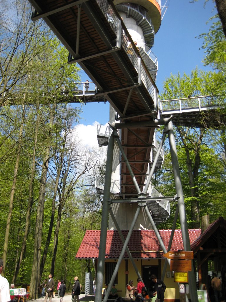 Baumkronenpfad von unten by christoph scharmann