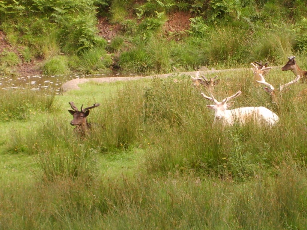 Deer in Bradgate Park by pav1990