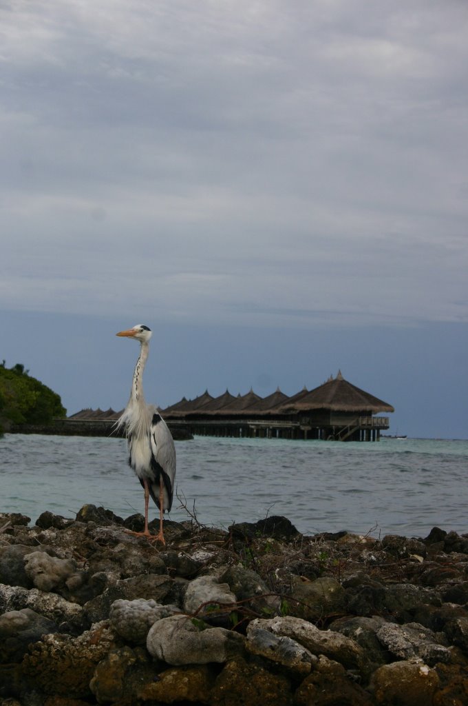 Kuramathi Island, Maldives by JEFF